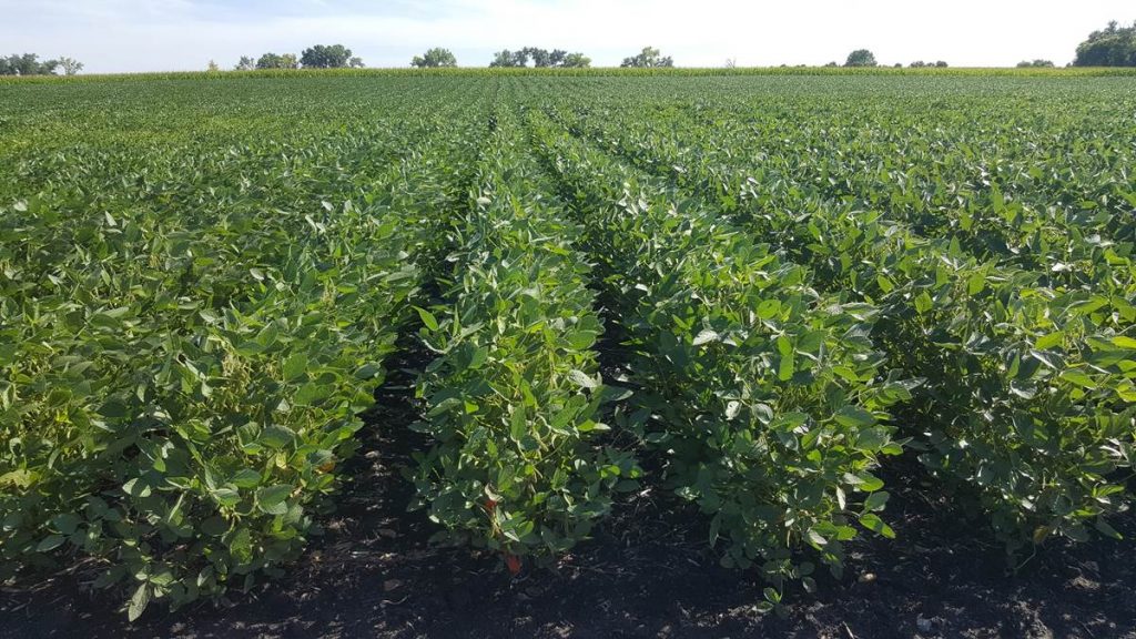 California Organic Raspberries – Spring 2021