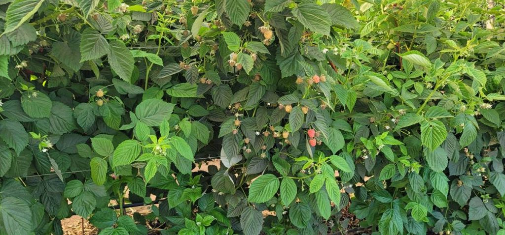 California Strawberry Crop – Spring 2021